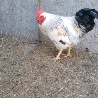 پنج خروس چاق و بزرگ|حیوانات مزرعه|سراب, |دیوار