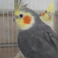 یه جفت عروس هلندی