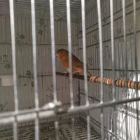 قناری دارچینی ماده|پرنده|اسدآباد, |دیوار