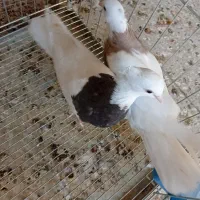 حراج کبوتر طوقی|پرنده|خورموج, |دیوار