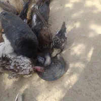 فروش بوقلمون ماده