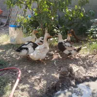 اردک نر ماده