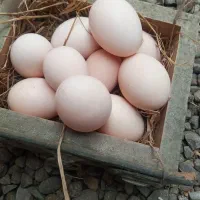 تخم مرغ محلی|خوردنی و آشامیدنی|سنگر, |دیوار