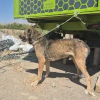 سگ سرابی|سگ|شبستر, |دیوار