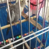 عروس هلندی نر وماده