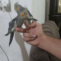 دوتاجوجه عروس هلندی کاملاسرحال دوتاباهم۱/۲۰۰|پرنده|اهواز, کوی سعدی|دیوار