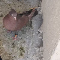 یک جفت کبوتر