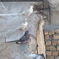 3عدد کبوتر دونه ای 200هزار