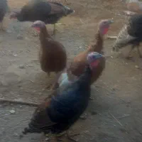 بوقلمون چاق