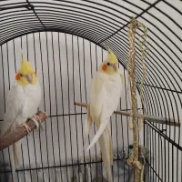 جفت ۱۶۰۰فروش فوری