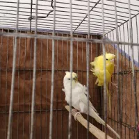 مرغ عشق پروانه یی