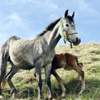 اسب|اسب و تجهیزات اسب‌سواری|سیلوانه, |دیوار