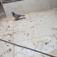 دوجفت کفتر کور کوری