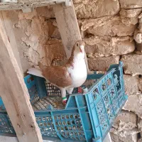 کفتر نر|پرنده|بردسکن, |دیوار