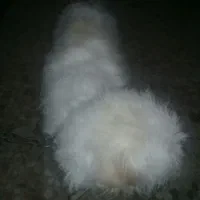 سگ پشمالو سفید