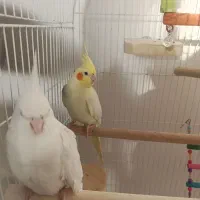 عروس هلندی مولد