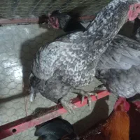 فروش دومرغ لاری اصل رنگ استثنا