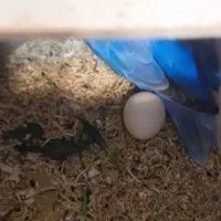 طوطی برزیلی مولد|پرنده|ارومیه, |دیوار