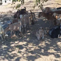 تعداد بز بزغاله فروشی|حیوانات مزرعه|خوسف, |دیوار