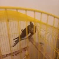 فروش جوجه عروس هلندی دو ماه