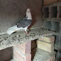 ساعت بالا نسل دار|پرنده|خان ببین, |دیوار