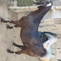 بزمری|حیوانات مزرعه|ایرانشهر, |دیوار