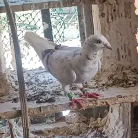 کبوتر