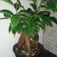 گل ملک|فروش آپارتمان|بروجرد, |دیوار