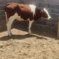 تلیسه ابستن جنس خوب