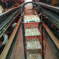 تخم مرغ محلی|خوردنی و آشامیدنی|هشتگرد, قاسم آباد بزرگ|دیوار