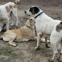 سگ البایی|سگ|انبارآلوم, |دیوار