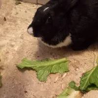 خرگوش|موش و خرگوش|سنندج, |دیوار