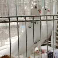 کبوترپرشی بینظیر