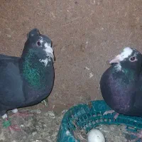 کفتر  پلنگ  فروشی