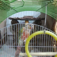 پرنده گرینچیک|پرنده|ملایر, |دیوار