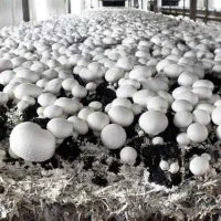 فروش کارگاه پرورش قارچ صدفی