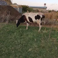 گاو هلشتیان|حیوانات مزرعه|انزل, |دیوار