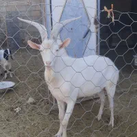 بز نر سانن|حیوانات مزرعه|دالاهو, |دیوار