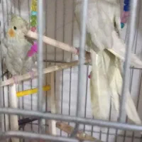 یه عدد انگشتر و2 عدد عروس هلندی سالم سرحال