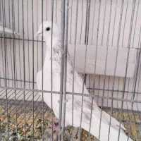 کبوتر،کفتر کله ای|پرنده|قم, شهرک مهدیه (مدرس)|دیوار