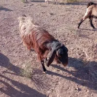 نربز شیره دارکیلو۶۰۰۰۰۰