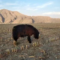قوچ بختیاری