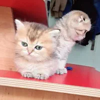 بچه گربه بریتیش اصیل و شجره دار