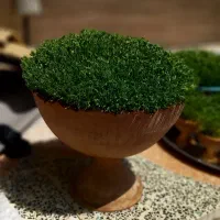 سبزه زیبا برای مناسبت مختلف