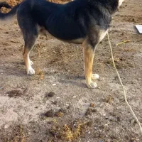 نگهبان سفت عراقی|سگ|کبودرآهنگ, |دیوار