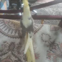 عروس هلندی مولد لوتیتو ودوکت گرینویچک|پرنده|زیباشهر, |دیوار