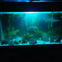 اکواریوم120|ماهی|رشت, کوی مهر|دیوار