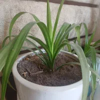 دو عدد گل طبیعی پاندانوس