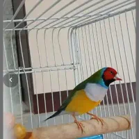 گلدین فروشی فقط از تو سالن خودت انتخاب کن|پرنده|گوراب زرمیخ, |دیوار