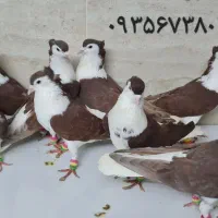 کبوتر ساده کاکلی سار و سوسکی